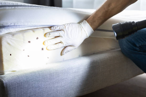 Flea Control Services in South Glens Falls, NY