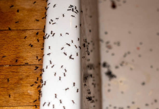 Best Spider Control Near Me  in South Glens Falls, NY