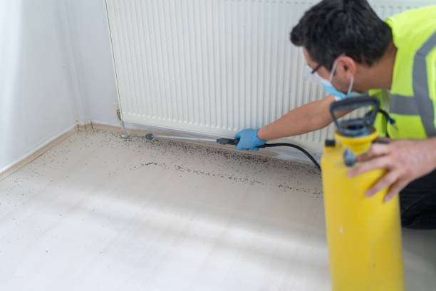 Best Rat Extermination Near Me  in South Glens Falls, NY